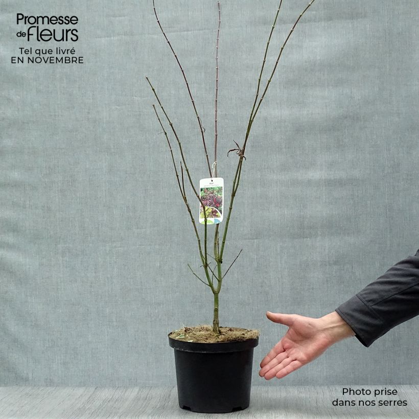 Acer palmatum Red Pygmy - Japanese Maple 3L/4L pot sample as delivered in autumn