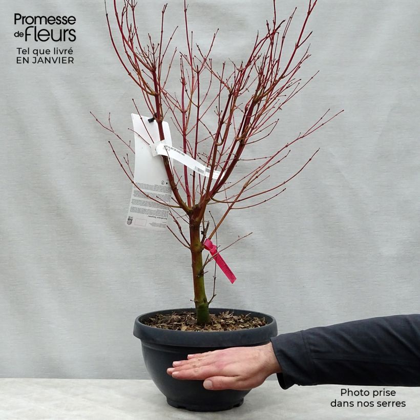 Acer palmatum Sangokaku - Japanese Maple 6L/7L pot sample as delivered in winter