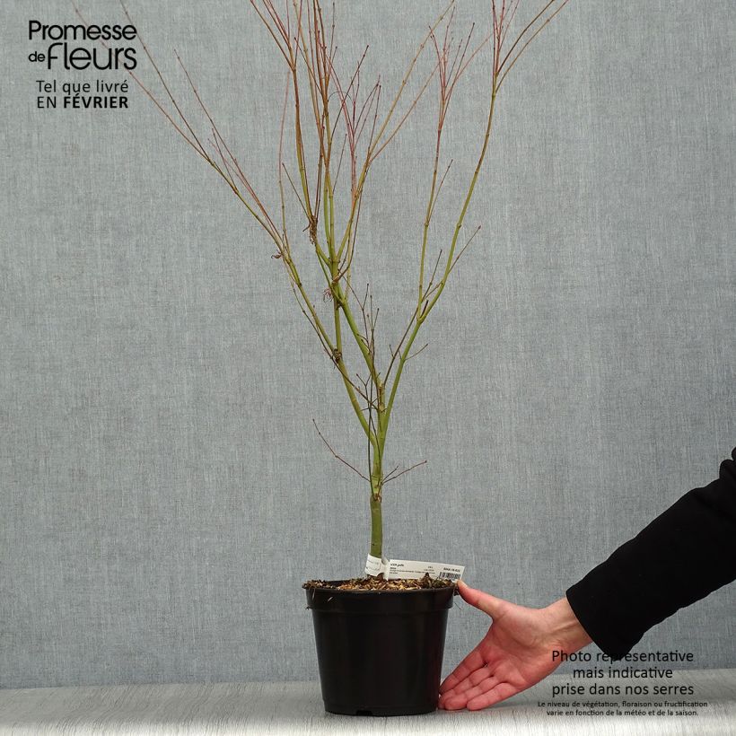 Acer palmatum Seiryu - Japanese Maple 3L/4L pot sample as delivered in winter