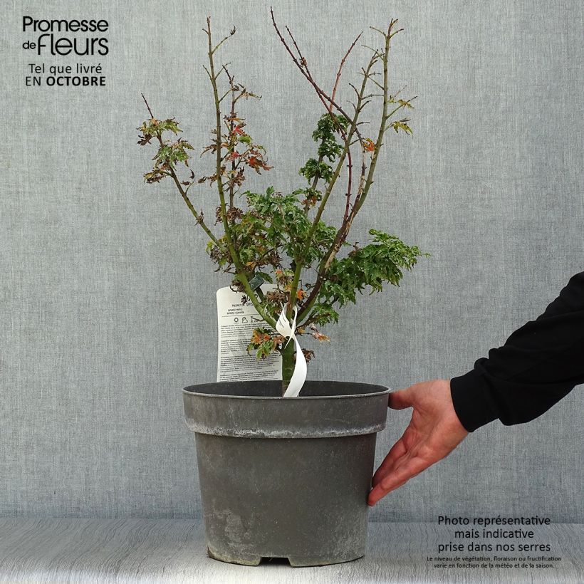 Acer palmatum Shishigashira - Japanese Maple 7.5L/10L pot sample as delivered in autumn