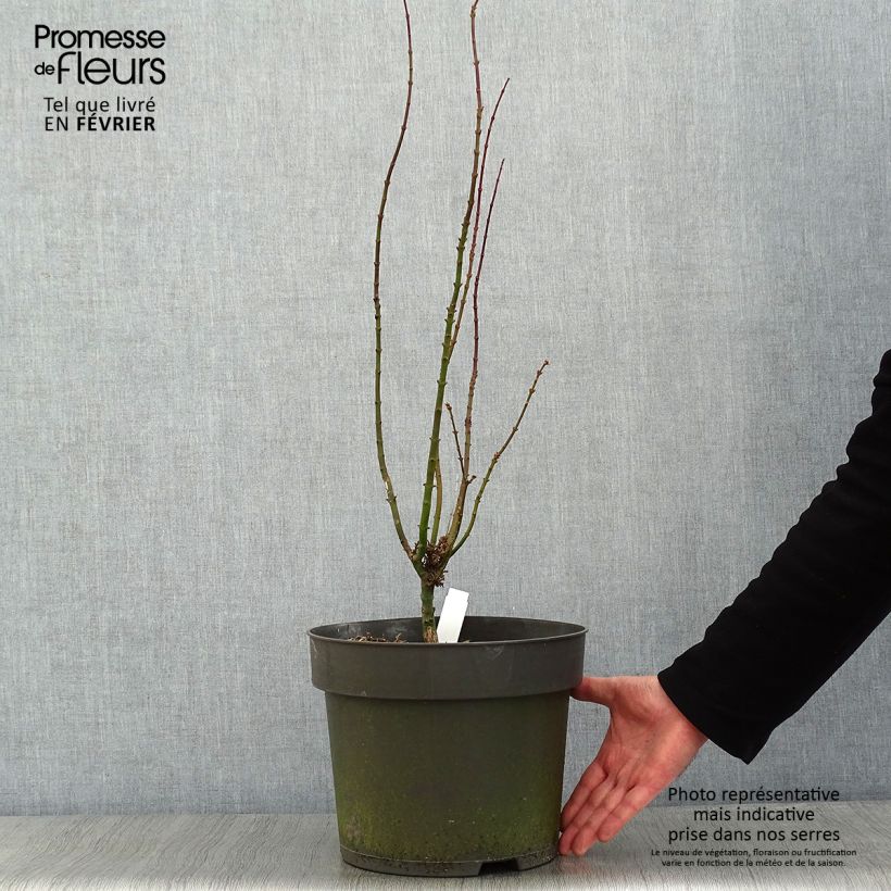 Acer palmatum Shishigashira - Japanese Maple 7.5L/10L pot sample as delivered in winter