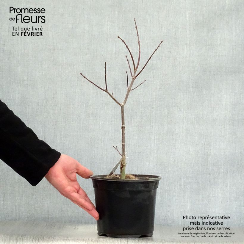 Acer palmatum Trompenburg - Japanese Maple 3L/4L pot sample as delivered in winter