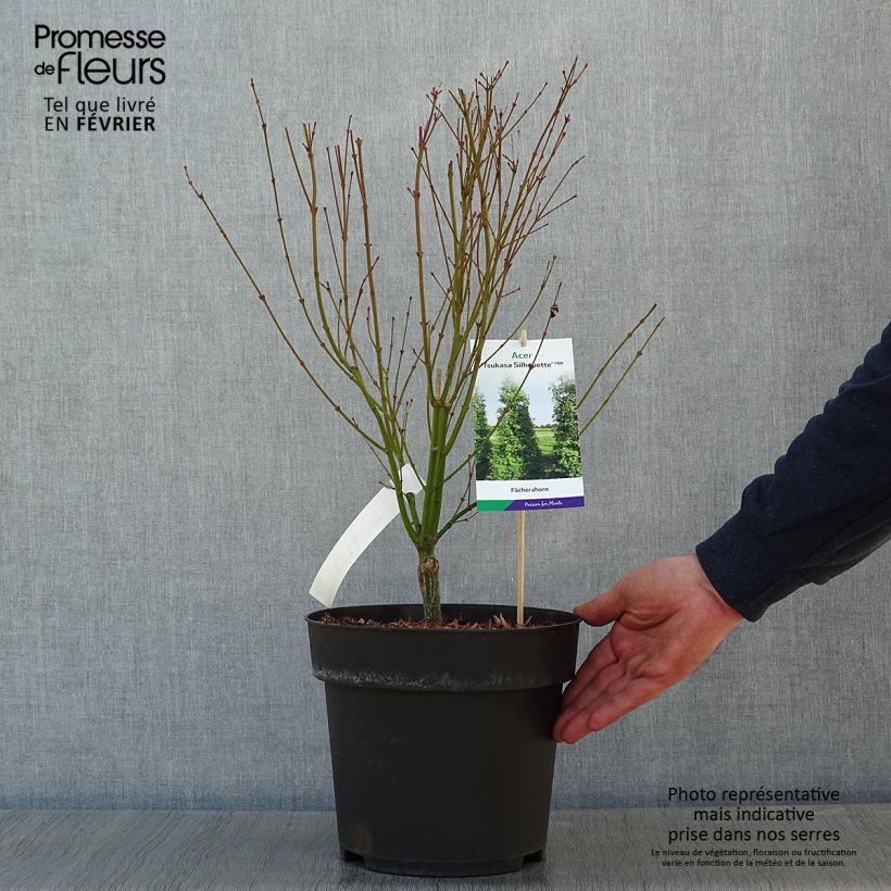 Acer palmatum Tsukasa Silhouette - Japanese Maple 6L/7L pot sample as delivered in winter