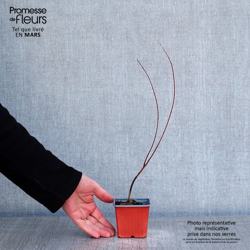 Acer palmatum - Japanese Maple 8/9 cm pot sample as delivered in winter