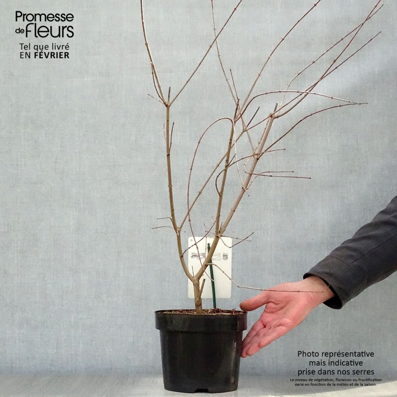 Acer palmatum - Japanese Maple 3L/4L pot sample as delivered in winter