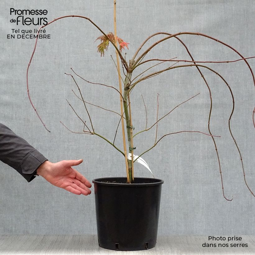 Acer pseudosieboldianum Ice Dragon - Maple 7.5L/10L pot sample as delivered in winter