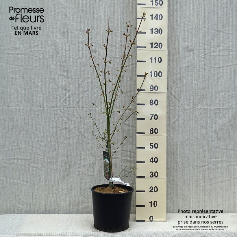 Acer pseudosieboldianum North Wind - Maple 7.5L/10L pot sample as delivered in spring