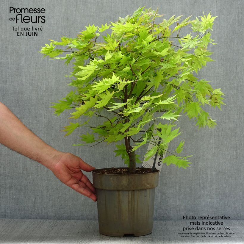 Acer shirasawanum Autumn moon - Japanese Maple 7.5L/10L pot sample as delivered in summer