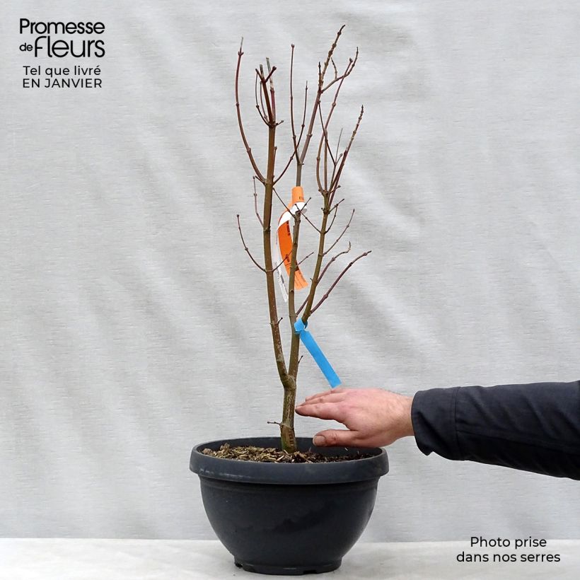 Acer shirasawanum Jordan - Japanese Maple 7.5L/10L bowl sample as delivered in winter