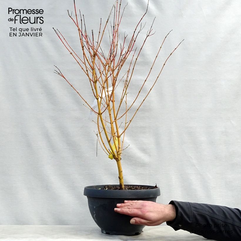 Acer palmatum Bi Hoo - Japanese Maple 7.5L/10L bowl sample as delivered in winter