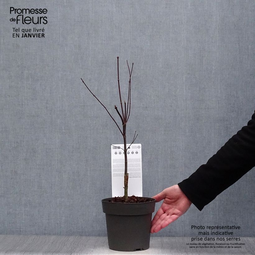 Acer palmatum Black Lace - Japanese Maple 2L/3L pot sample as delivered in winter