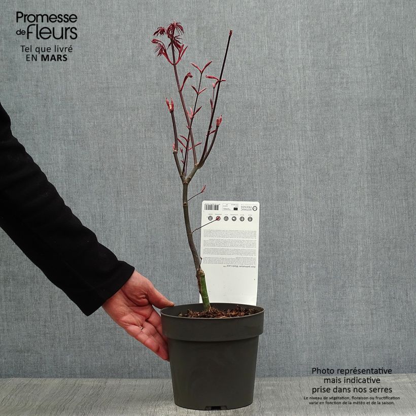 Acer palmatum Black Lace - Japanese Maple 2L/3L pot sample as delivered in spring
