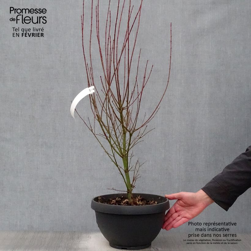 Acer palmatum Jerre Schwartz - Japanese Maple 7.5L/10L bowl sample as delivered in winter