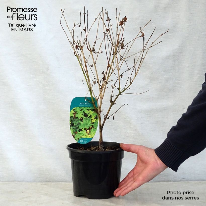 Acer palmatum Berry Broom - Japanese Maple 2L/3L pot sample as delivered in spring