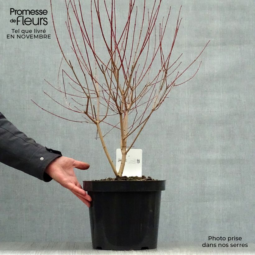 Acer tataricum subsp. ginnala Bailey Compact - Maple 7.5L/10L pot sample as delivered in autumn