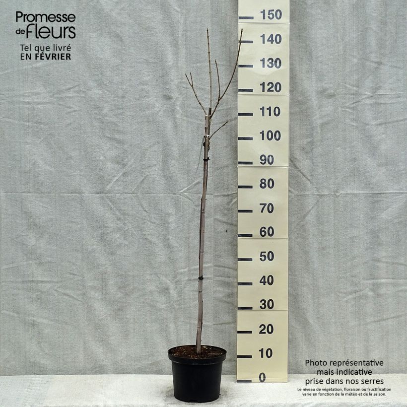 Acer pseudoplatanus Brilliantissimum - Maple 4L/5L pot sample as delivered in winter