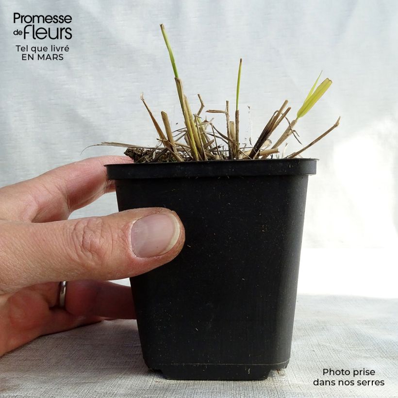 Eragrostis spectabilis Great Plains 8/9 cm pot sample as delivered in winter