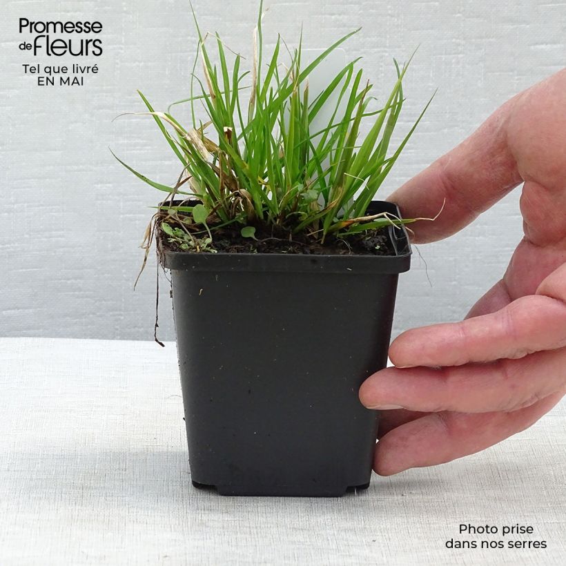 Eragrostis spectabilis 8/9 cm pot sample as delivered in spring