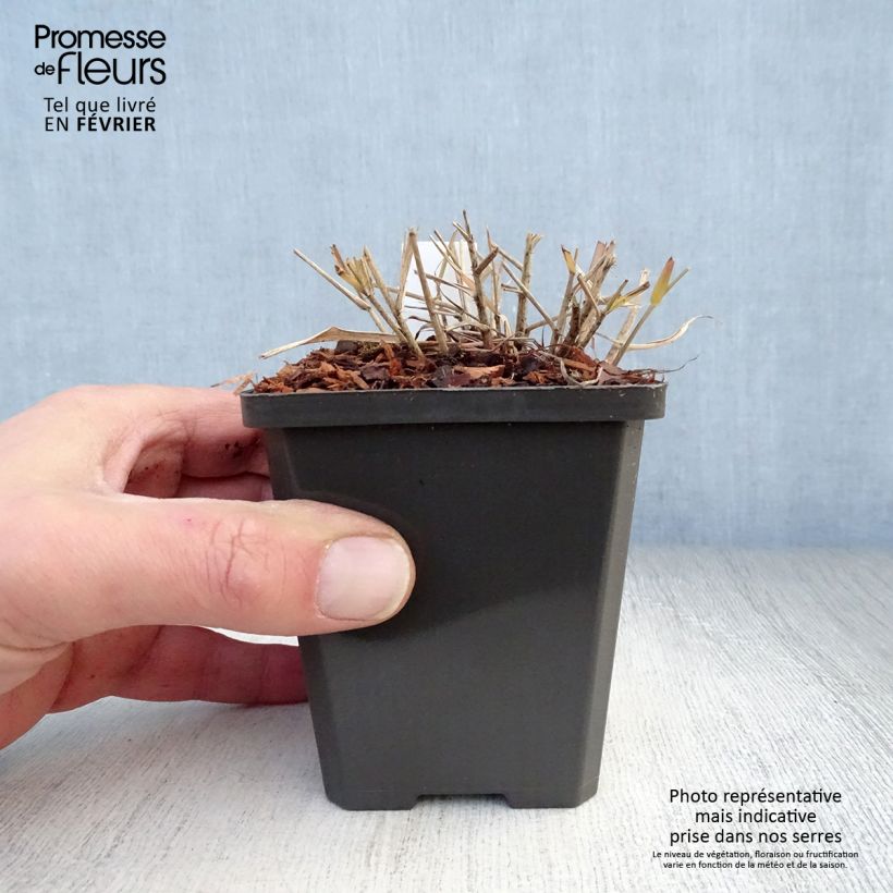 Eragrostis spectabilis 8/9 cm pot sample as delivered in winter