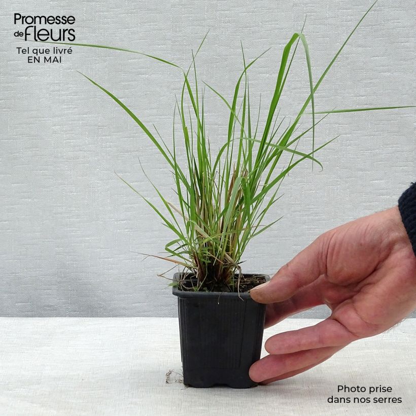 Eragrostis trichodes 8/9 cm pot sample as delivered in spring