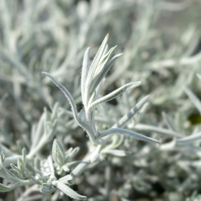 Eremophila nivea Beryls Blue (Foliage)