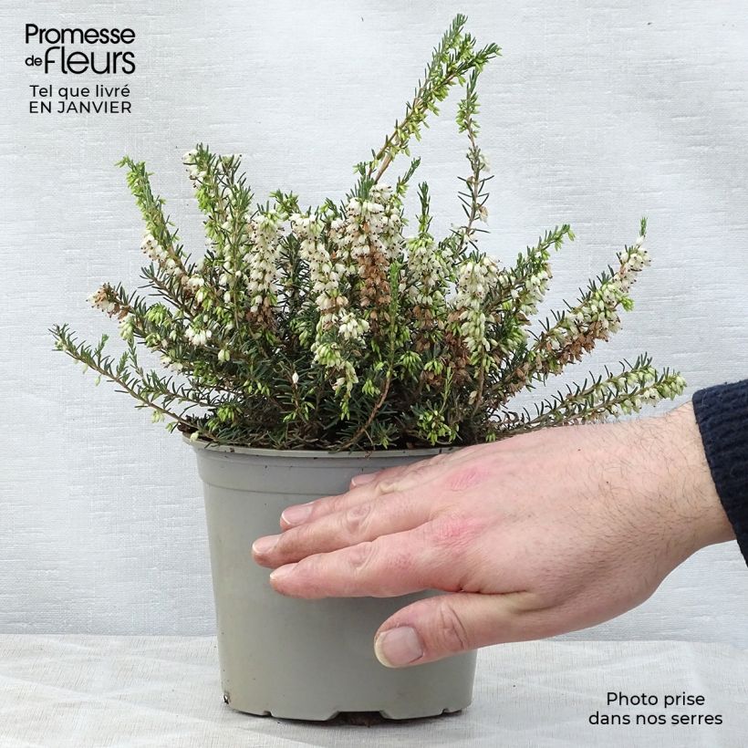 Erica darleyensis White Perfection - Winter Heath 8/9 cm pot sample as delivered in winter