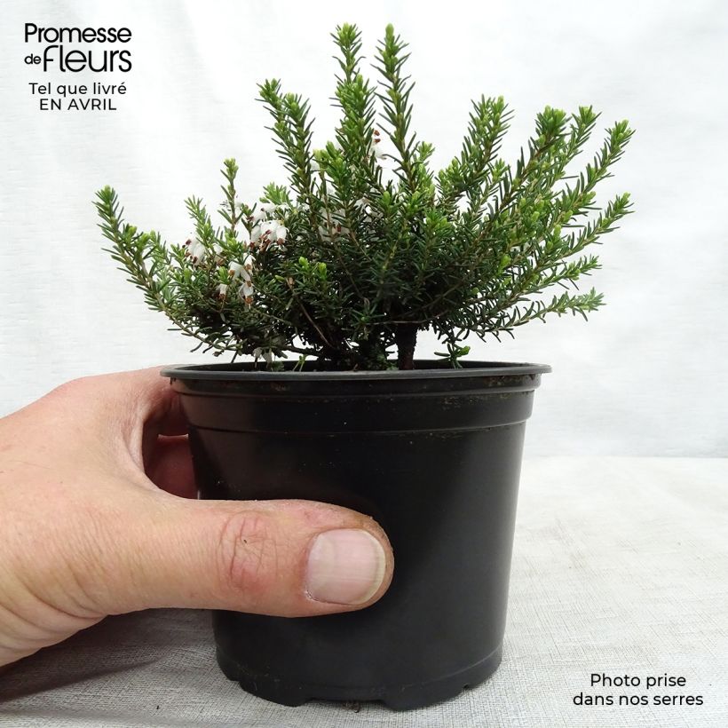 Erica darleyensis White Perfection - Winter Heath 8/9 cm pot sample as delivered in spring