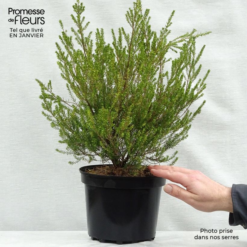 Erica mediterranea - Irish Heath 3L/4L pot sample as delivered in winter