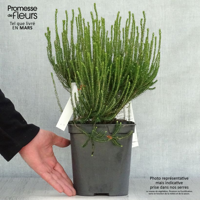 Erica terminalis - Corsican Heath 4L/5L pot sample as delivered in spring
