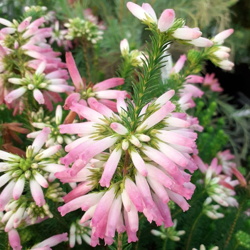 Erica verticillata - Cape Heath (Flowering)