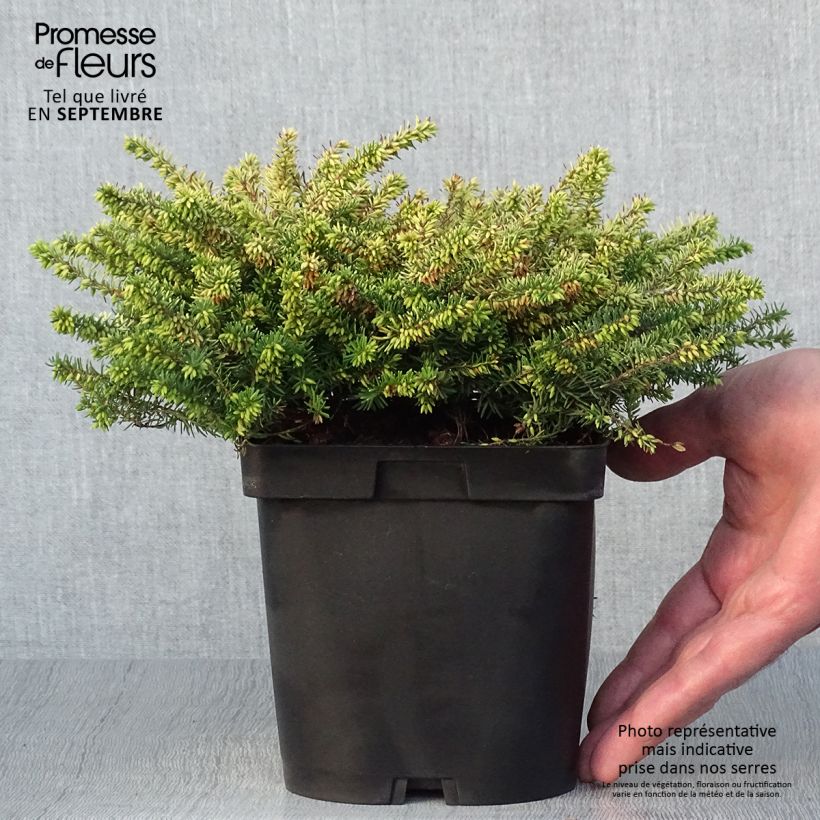 Erica darleyensis Eva Gold - Winter Heath 1L/1.5L pot sample as delivered in autumn