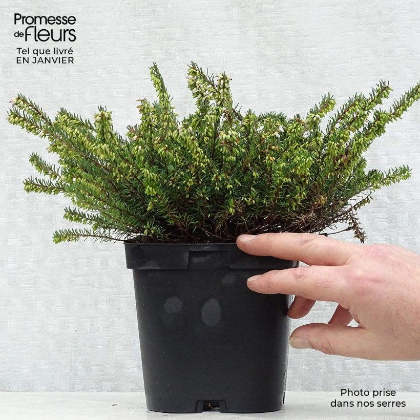 Erica darleyensis Spring Surprise - Winter Heath 2L/3L pot sample as delivered in winter