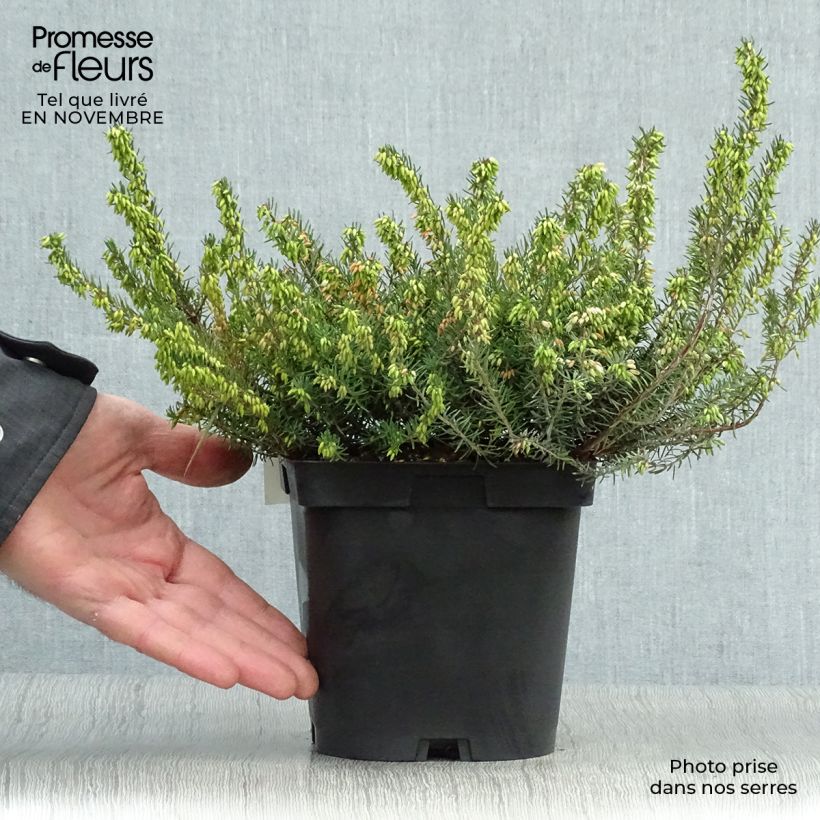 Erica darleyensis Spring Surprise - Winter Heath 2L/3L pot sample as delivered in autumn