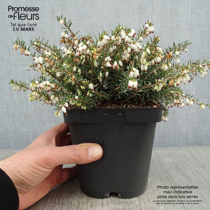 Erica darleyensis Winter Belles Katia - Winter Heath 2L/3L pot sample as delivered in winter
