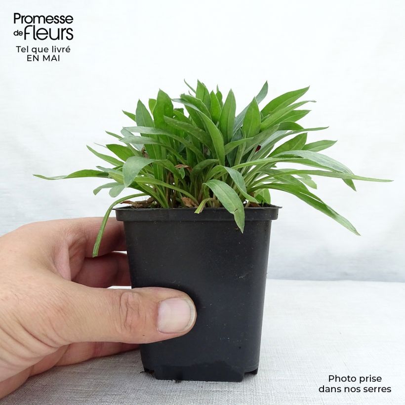 Erigeron Dunkelste Aller 8/9 cm pot sample as delivered in spring