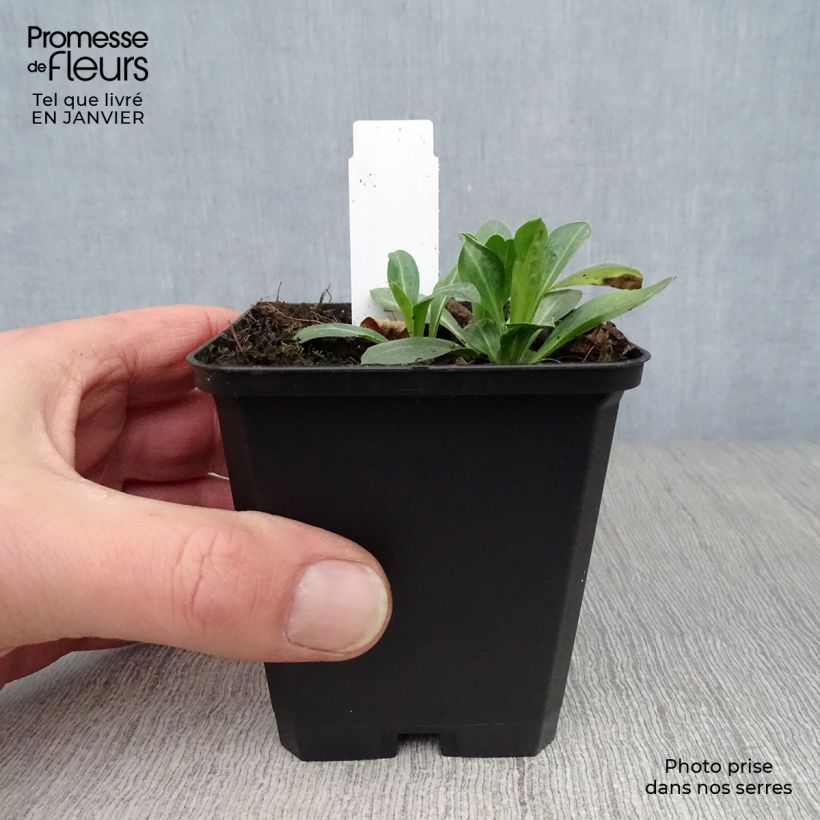 Erigeron speciosus Rosa Jewel 8/9 cm pot sample as delivered in winter