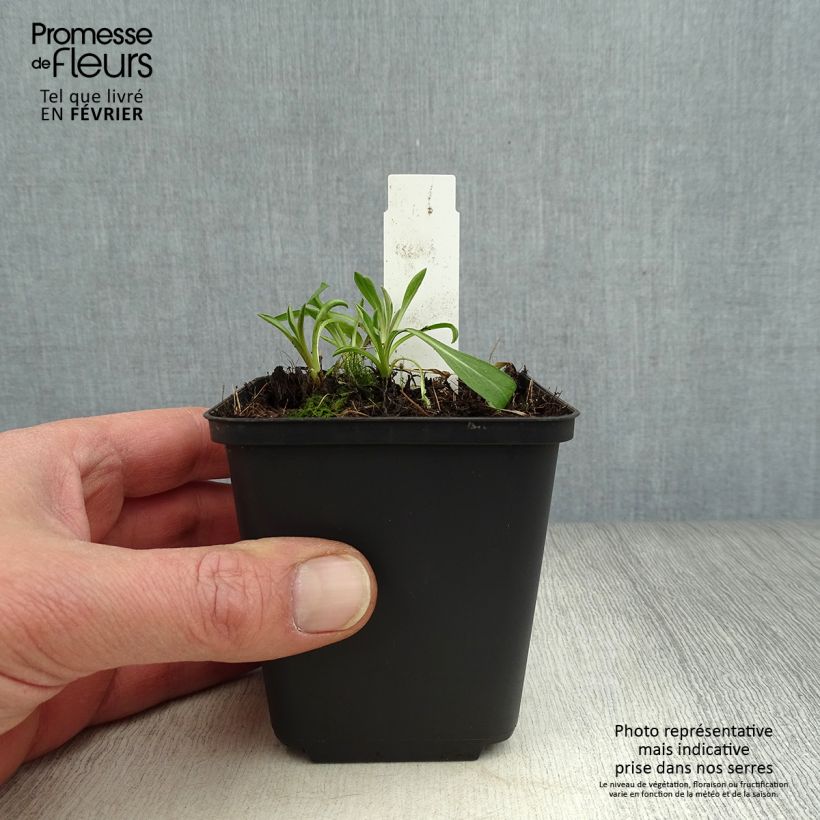 Erigeron Rosa Triumph 8/9 cm pot sample as delivered in winter