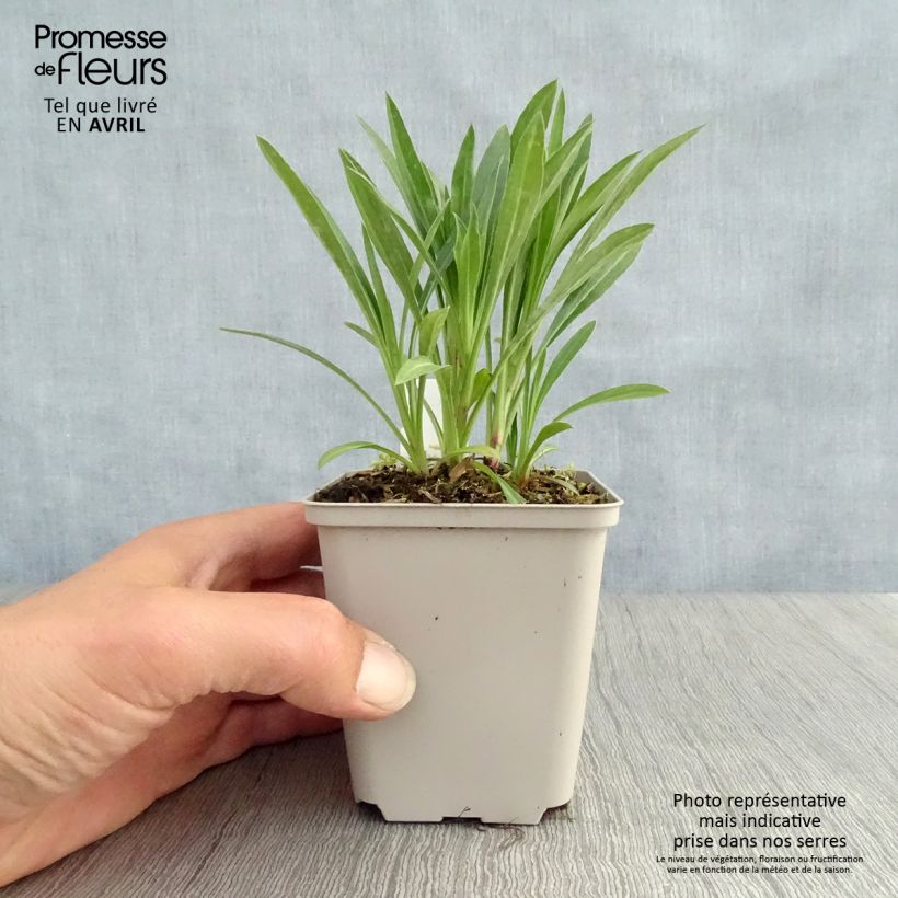 Erigeron Schwarzes Meer 8/9 cm pot sample as delivered in spring