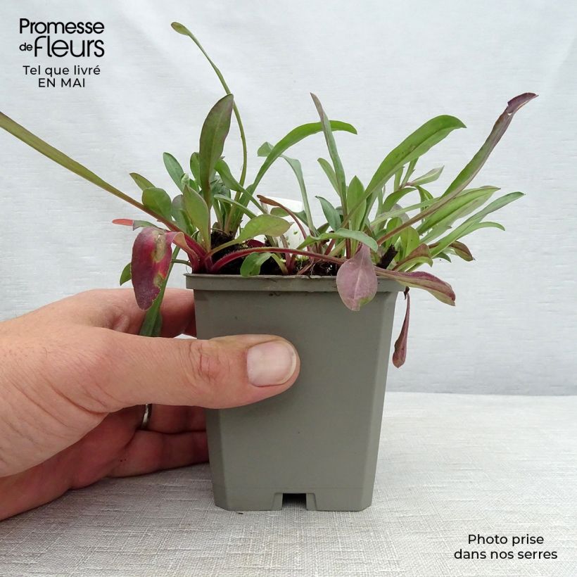 Erigeron speciosus Sommerneuschnee 8/9 cm pot sample as delivered in spring