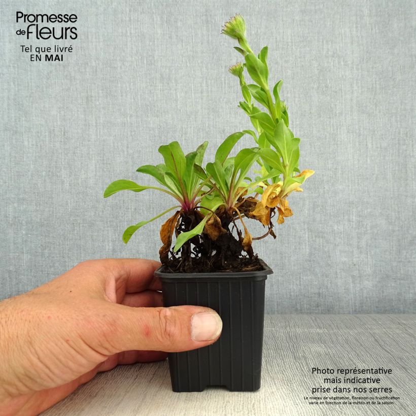 Erigeron glaucus 8/9 cm pot sample as delivered in spring