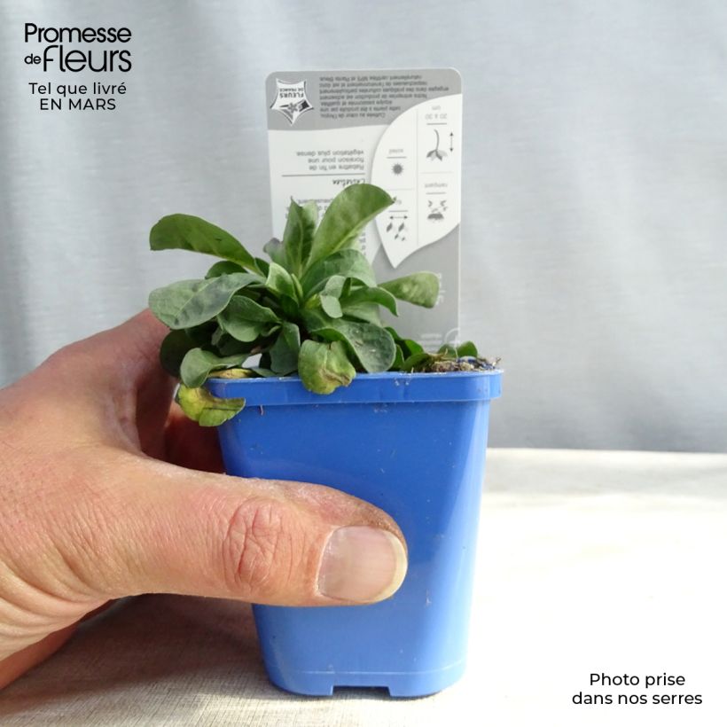 Erigeron eiomerus 7/8 cm pot sample as delivered in winter