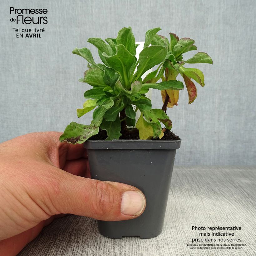 Erigeron eiomerus 7/8 cm pot sample as delivered in spring