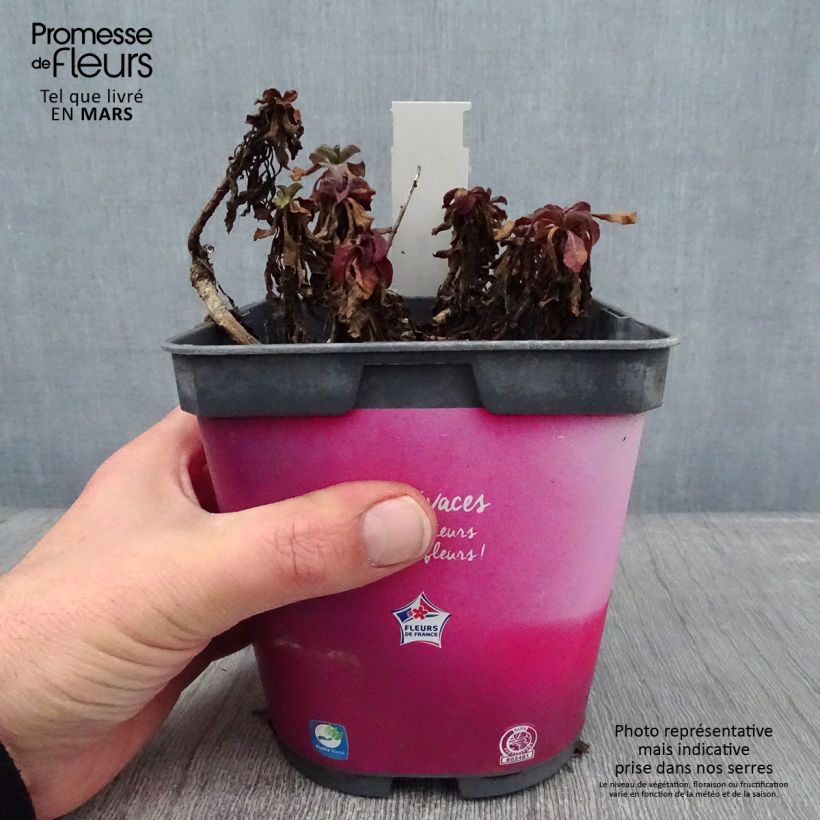 Erigeron eiomerus 2L/3L pot sample as delivered in winter