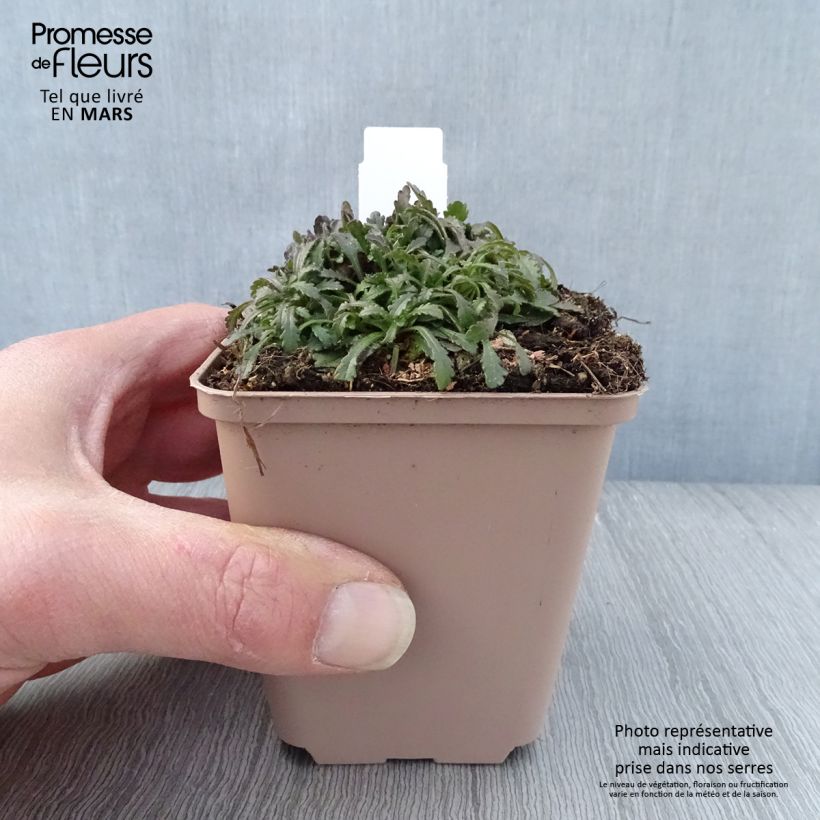 Erinus alpinus Hähnle 8/9 cm pot sample as delivered in spring