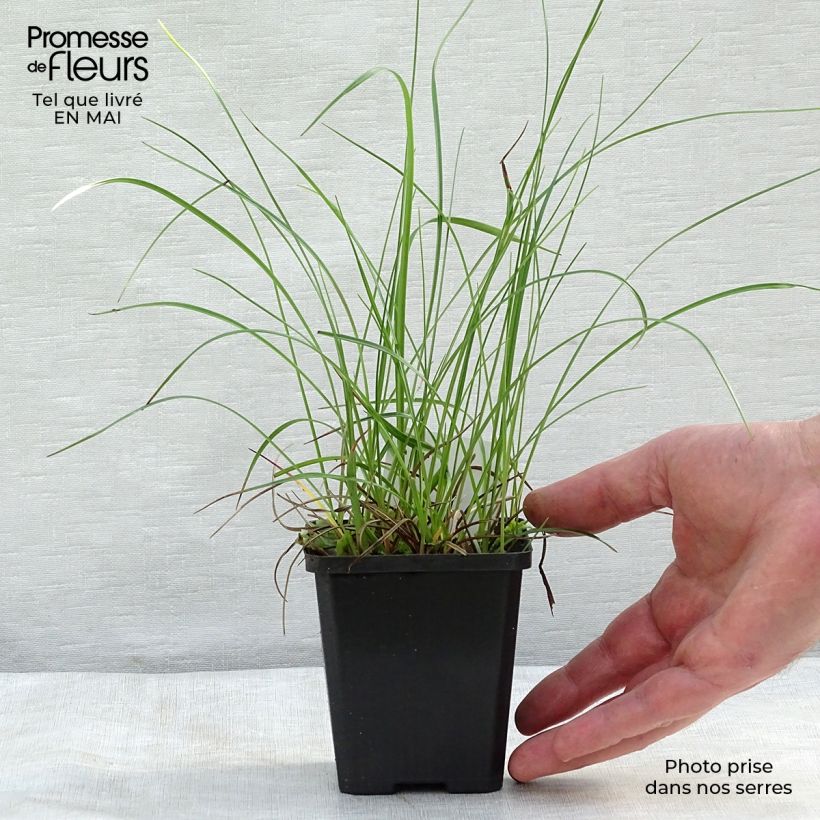 Eriophoron angustifolium 8/9 cm pot sample as delivered in spring