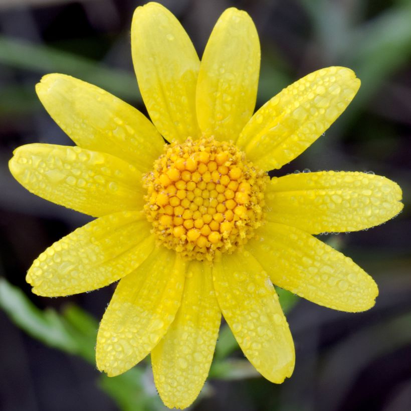 Eriophyllum lanatum Pointe (Flowering)