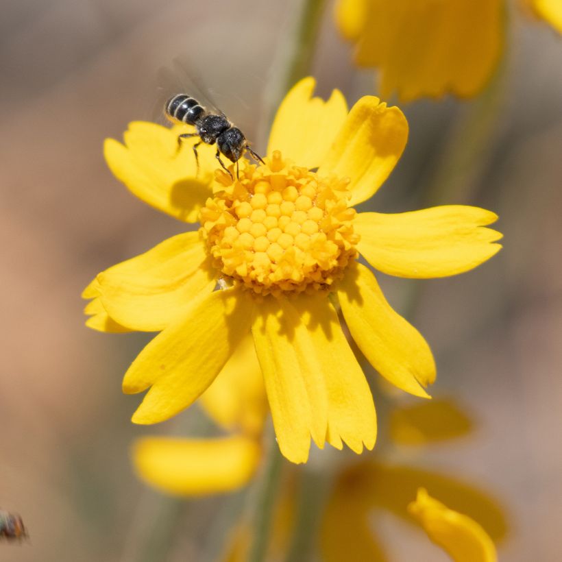 Eriophyllum lanatum subsp. arachnoideum (Flowering)