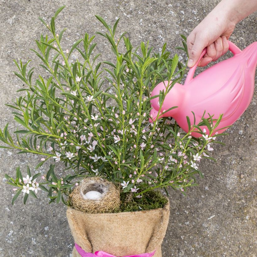 Philotheca myoporoides Flower Girl Pink - Eriostemon myoporoides (Plant habit)