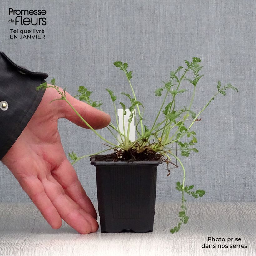 Erodium Stephanie - Storksbill 8/9 cm pot sample as delivered in winter