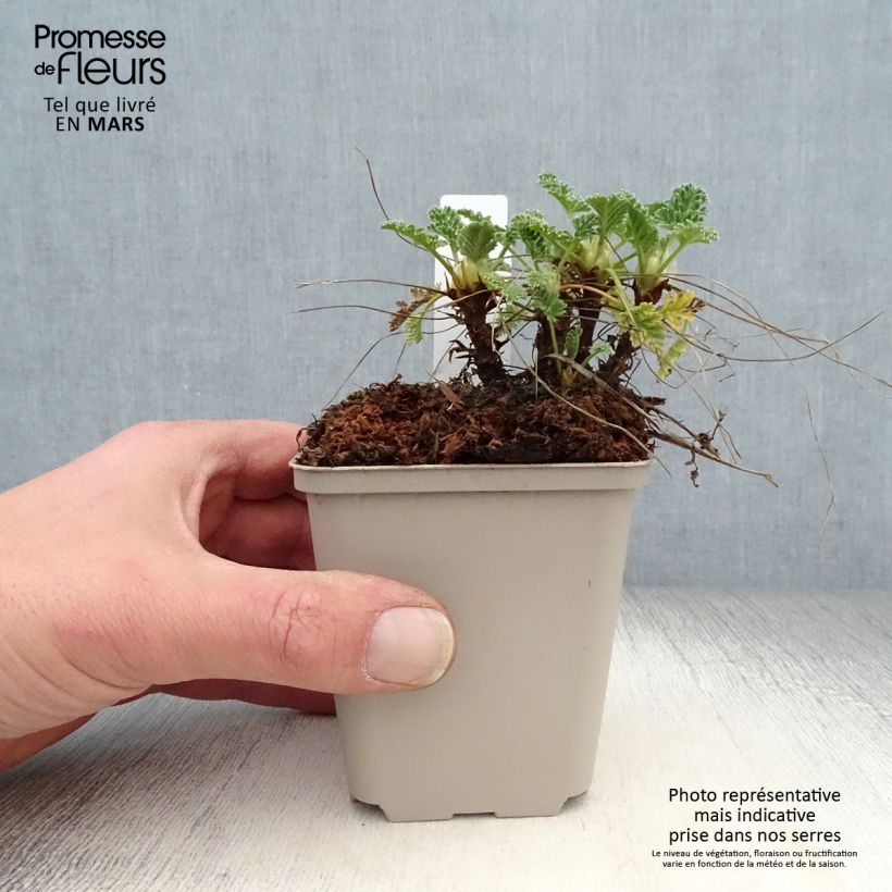 Erodium chrysanthum - Storksbill 8/9 cm pot sample as delivered in spring